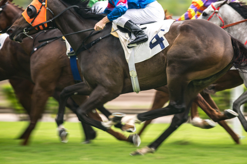 meilleur jockey haies à auteuil